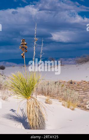 Piccola crescita sulle dune di gesso del White Sands National Monument nel New Mexico. Foto Stock