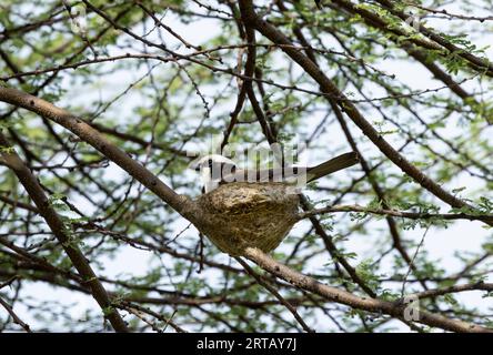 Gli Shrike con la corona bianca del Nord vivono in gruppi familiari dove i giovani rimangono per aiutare i genitori a crescere i loro fratelli. Costruiscono un nido ordinato a forma di coppa. Foto Stock