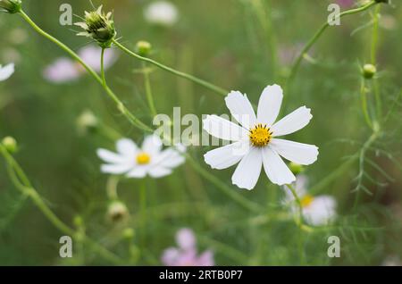 Splendidi fiori Cosmos su sfondo naturale Foto Stock