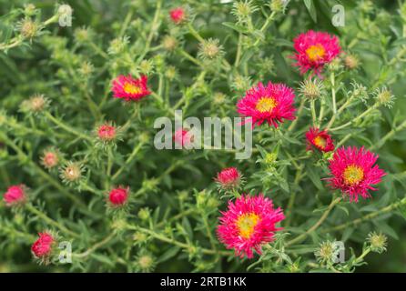 New England aster Andenken An Alma Potschke 2 Foto Stock