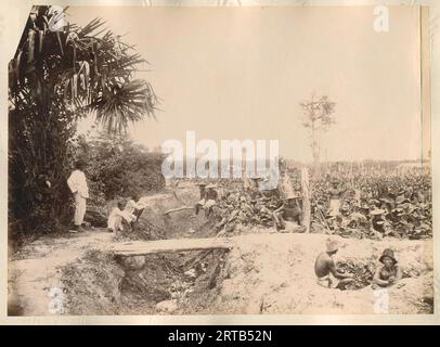 Colonialismo europeo in Indonesia, 1900, 1890, veduta di una piantagione con alberi caduti con lavoratori giavanesi a contratto, probabilmente a Langkat, Sumatra Foto Stock