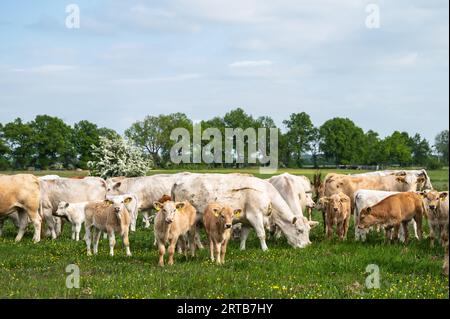 Vacche nutrici e vitelli su un pascolo nel Brandeburgo, Germania Foto Stock