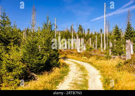 Escursione in tarda estate attraverso il Parco Nazionale di Harz intorno allo stagno di Oderteich vicino a Torfhaus - bassa Sassonia - Germania Foto Stock