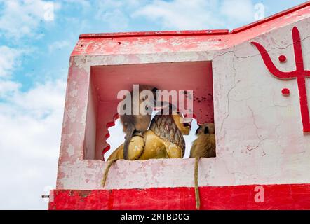 scimmie delle foglie sedute presso la statua della tigre della dea santa al cancello d'ingresso del tempio Foto Stock