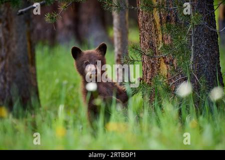 Cuccioli di orso nero, Ursus americanus, parco nazionale di Yellowstone, Wyoming, Stati Uniti d'America Foto Stock