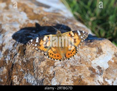 Donna dipinta (Cynthia cardui, Vanessa cardui, Pyrameis cardui), seduta su una pietra, vista dorsale, Francia, Provenza Foto Stock