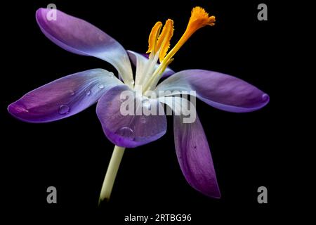 Crocus primitivo, Crocus Woodland, Crocus di Tomasini (Crocus tommasinianus), fiore aperto su sfondo nero Foto Stock