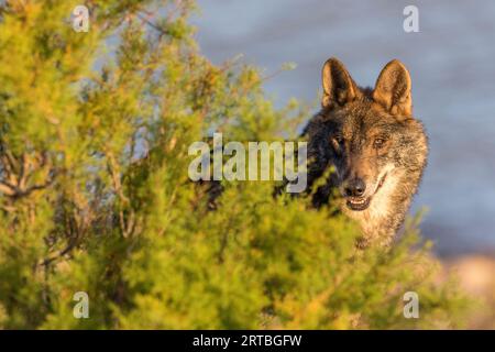 Lupo iberico, lupo iberico (Canis lupus signatus), in piedi dietro un cespuglio, Spagna Foto Stock