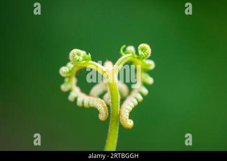 Felce di bracken (Pteridium aquilinum), Developing frond, Paesi Bassi, Drenthe Foto Stock