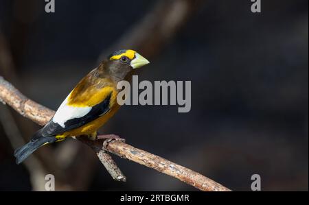 Grosbeak serale (Hesperiphona vespertina, Coccothraustes vespertinus), maschio seduto su una filiale, Canada, Ontario, Algonquin Provincial Park Foto Stock