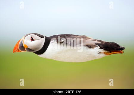 Atlantic puffin, comune puffin (Fratercula arctica), in volo, vista laterale, Norvegia Foto Stock