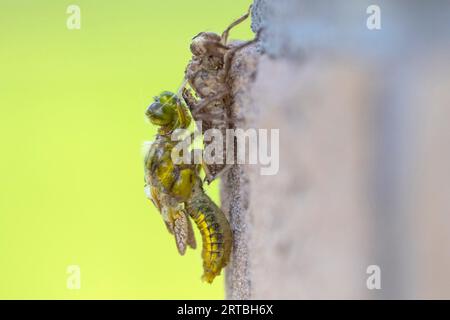 Broad-Bodied Chaser, Broadbodied Chaser, Broad Bodied Chaser (Libellula depressa), appena nato da exuvia, Paesi Bassi, Frisia Foto Stock