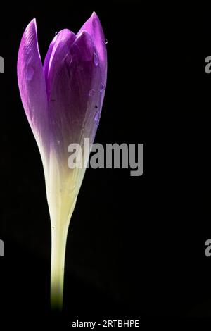 Crocus primitivo, Crocus Woodland, Crocus di Tomasini (Crocus tommasinianus), fiore su sfondo nero Foto Stock