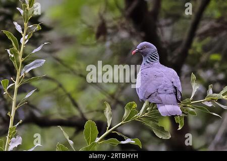 Il piccione di bolle (Columba bollii), seduto nella foresta di allori, Isole Canarie, la Palma Foto Stock