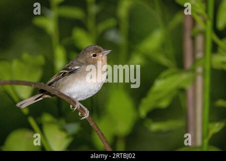 La Palma chaffinch (Fringilla coelebs palmae, Fringilla palmae, Fringilla canariensis palmae), femmina seduta nella foresta di allori, Isole Canarie, Los Angeles Foto Stock