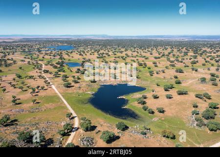 Quercia di Holm, quercia di Evergreen, quercia di Holly, quercia di Evergreen (Quercus ilex), Dehesa, pascoli con querce di Holm e stagni, foto aerea, Spagna, Alcantara Foto Stock