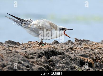 Tern con fattura gull (Gelochelidon nilotica, Sterna nilotica), minorile Calling, Paesi Bassi Foto Stock