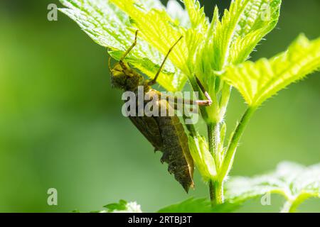 Dragonfly a due macchie, coda di baskettail eurasiatica (Epitheca bimaculata, Libellula bimaculata), larva in una pianta, vista laterale, Francia Foto Stock