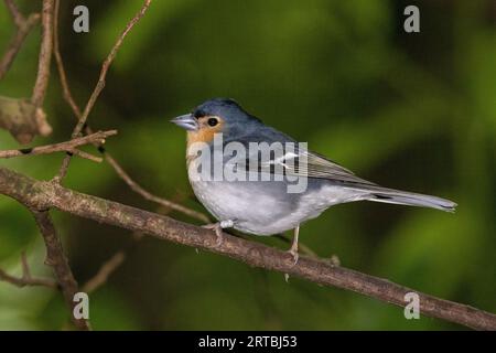 La Palma chaffinch (Fringilla coelebs palmae, Fringilla palmae, Fringilla canariensis palmae), maschio seduto nella foresta di allori, Isole Canarie, Los Angeles Foto Stock