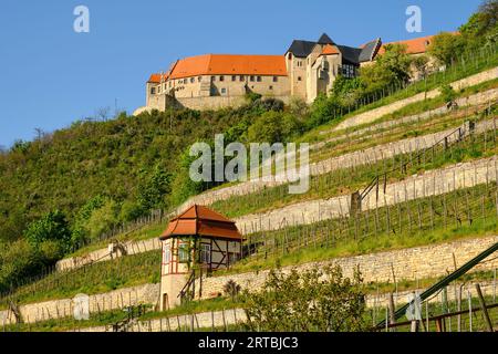 Vigneto ducale sotto il castello di Neuenburg vicino a Freyburg an der Unstrut, Burgenlandkreis, Sassonia-Anhalt, Germania Foto Stock