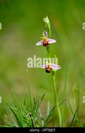Orchidea delle api, Ophrys apifera, Bee Orchid Foto Stock