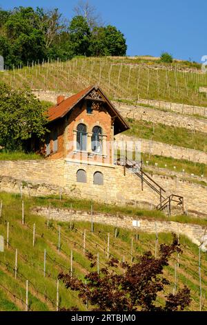 Il ripido pendio di Schlifterweinberg sotto il castello di Neuenburg vicino a Friburgo, Burgenlandkreis, Sassonia-Anhalt, Germania Foto Stock