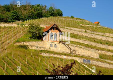 Il ripido pendio di Schlifterweinberg sotto il castello di Neuenburg vicino a Friburgo, Burgenlandkreis, Sassonia-Anhalt, Germania Foto Stock