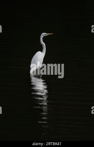 Una grande egretta (Ardea alba) in piedi in acque poco profonde illuminata dal chiaro di luna nel buio della notte Foto Stock