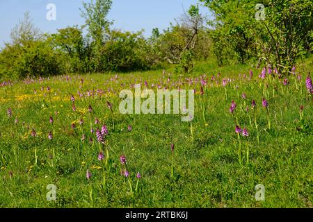 Orchidee nella prateria semi-arida della riserva naturale Tote Täler sul Rödel vicino a Balgstädt e Großwilsdorf, Parco Naturale Saale-Unstrut-Triasland, Foto Stock