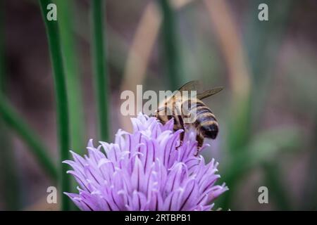 Bee mentre raccoglie diligentemente il nettare dai delicati fiori di erba cipollina Foto Stock