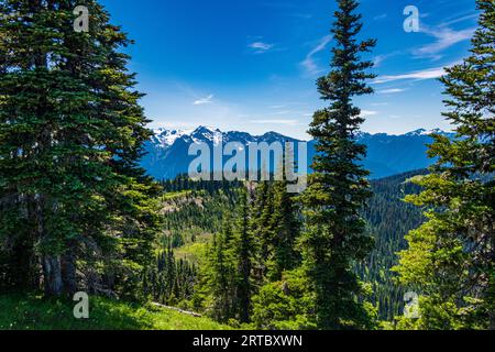 Fiori selvatici e splendide viste lungo il sentiero Hurricane Ridge. Foto Stock