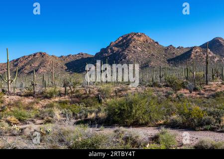 Bellissimo Cactus Saguaro contro il cielo blu brillante nel Parco Nazionale Saguaro Foto Stock