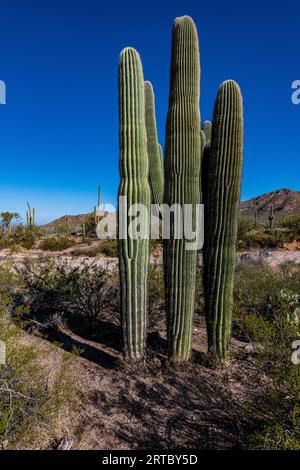 Bellissimo Cactus Saguaro contro il cielo blu brillante nel Parco Nazionale Saguaro Foto Stock