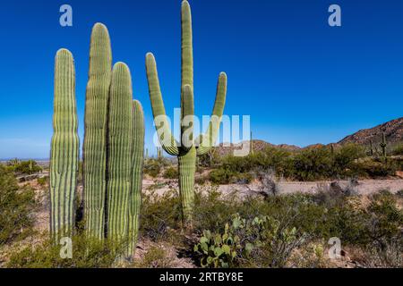 Bellissimo Cactus Saguaro contro il cielo blu brillante nel Parco Nazionale Saguaro Foto Stock