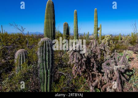 Bellissimo Cactus Saguaro contro il cielo blu brillante nel Parco Nazionale Saguaro Foto Stock