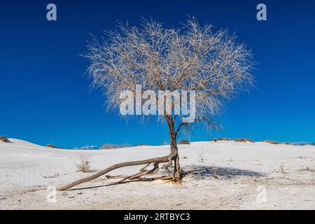 Cielo blu, sabbia bianca nel parco nazionale di White Sands nel New Mexico meridionale Foto Stock