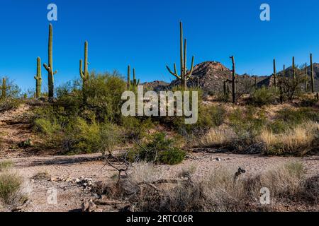 Bellissimo Cactus Saguaro contro il cielo blu brillante nel Parco Nazionale Saguaro Foto Stock