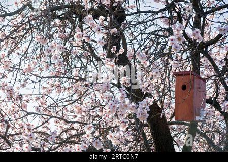 Casa degli uccelli sull'albero in fiore Foto Stock
