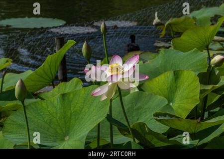 garden show Arborethum Ellerhoop, Amburgo, Germania Foto Stock