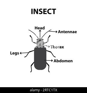 Parti del corpo di un insetto, foglio educativo Illustrazione Vettoriale