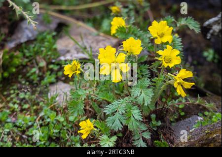 Avens striscianti, ghiacciaio Petersbart (Geum reptans) su tappeti alpini, Parco Nazionale degli alti Tauri Foto Stock