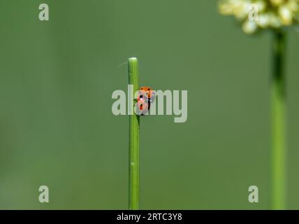 Coccinella septempunctata (coccinella septempunctata) che si accoppiano, Alpine Matten, Hoher Goell, Salisburgo, Austria Foto Stock