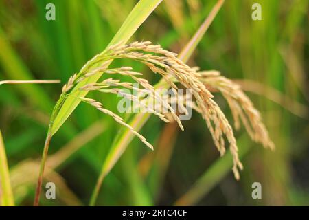 Risaia matura prima del raccolto, risaia matura in risaia Foto Stock