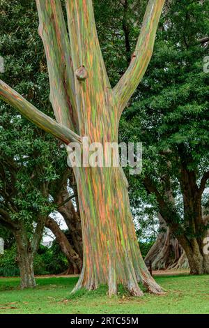 Albero variegato di eucalipto, Myrtaceae / Eucalyptus deglupta, Giardini Botanici, Durban, Sud Africa Foto Stock