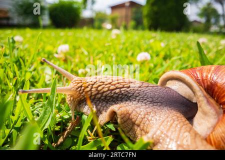 Un'ampia lumaca da giardino con una conchiglia a righe si arrampica sull'erba verde del prato Foto Stock