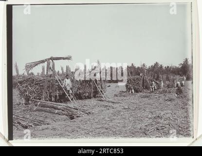 Piantagione di canna da zucchero a Java - Vintage Archive Photo, 1900, Bali, Java, Indonesia - Indie orientali olandesi - colonialismo europeo olandese indonesia Foto Stock