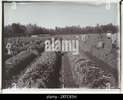 Sugar Company Factory, Sugar Plantation, Vintage Archive Photo, 1900, Bali, Giava, Indonesia - Indie orientali olandesi - colonialismo europeo olandese indonesia Foto Stock