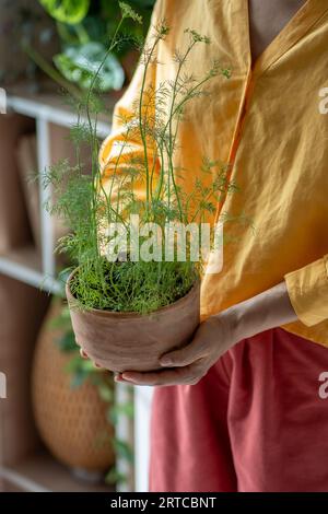 Aneto fresco verde in pentola di terracotta in mani femminili. Casa di concetto che coltiva erbe fresche in giardino. Foto Stock