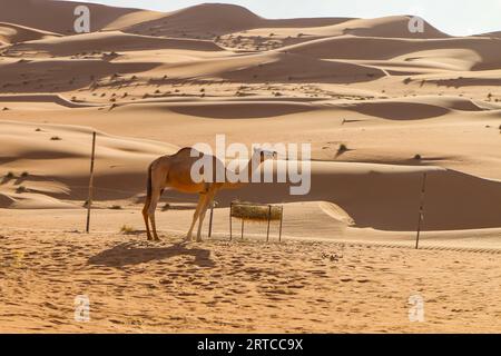 Un cammello solitario nel deserto delle Wahiba Sands di fronte a un canale con paglia da sfamare, Oman Foto Stock