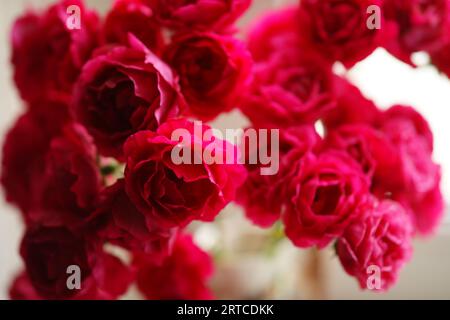Bouquet di rose rosa in vaso, vista ravvicinata. Foto Stock